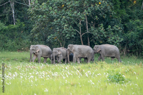 Photography Many elephants follow each other to eat minerals from the soil