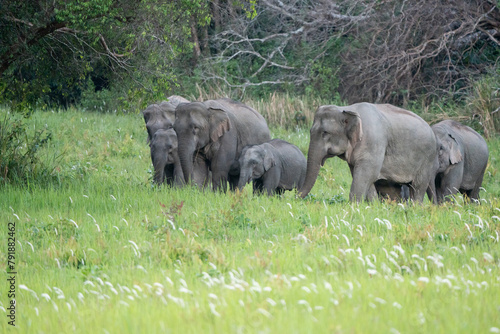 Canvas Print Many elephants follow each other to eat minerals from the soil