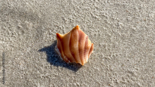 Fotografía Sea Shells in Amelia Island