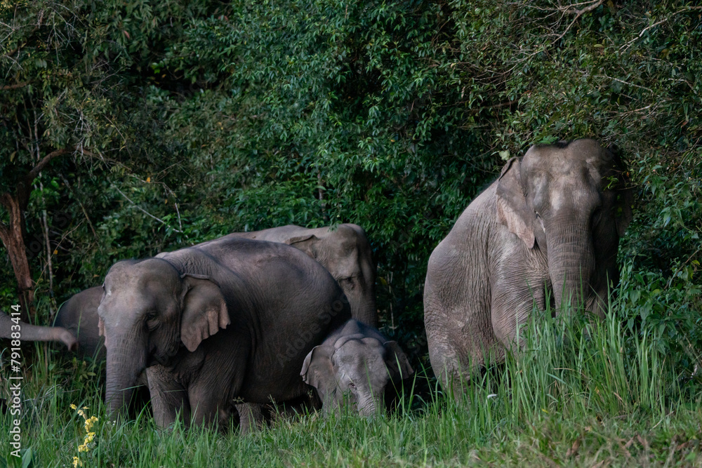 Naklejka premium Many elephants follow each other to eat minerals from the soil