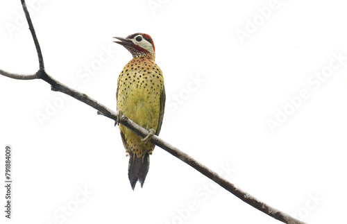 Spot-breasted Woodpecker (Colaptes punctigula) photo
