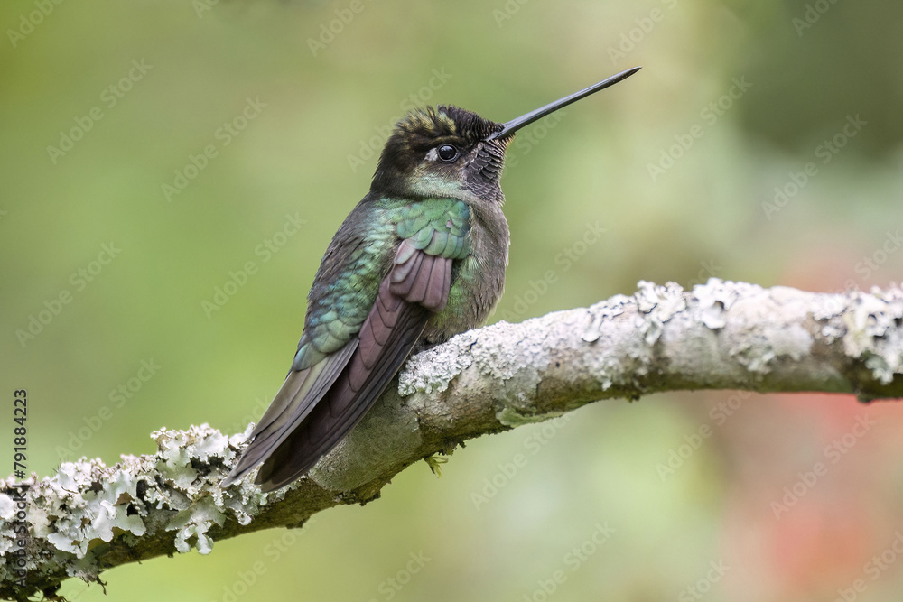 Fototapeta premium Talamanca Hummingbird or Admirable Hummingbird (Eugenes spectabilis)