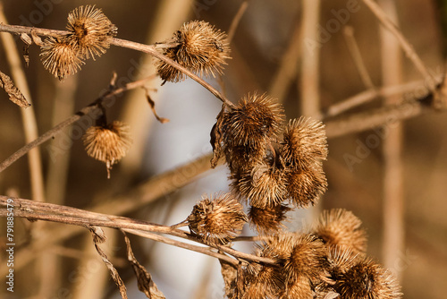 Dried lesser burdock flower heads in winter photo