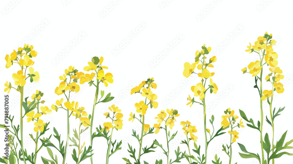White banner with showy rapeseed plant 