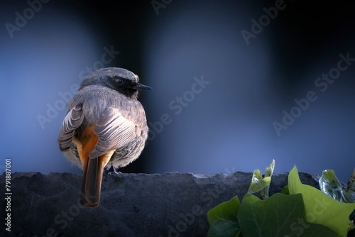 Male black redstart (Phoenicurus ochruros) perched on a city wall. Colorful small passerine bird in the genus Phoenicurus. photo