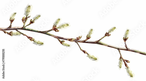 Willows branches. Spring pussy plant catkins buds 