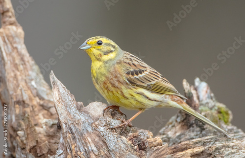 Yellowhammer - male in spring at a wet forest