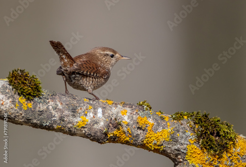Eurasian Wren - in early spring at a wet forest