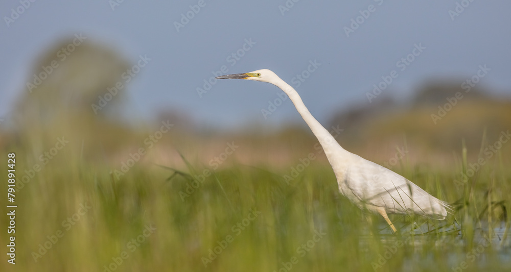 Fototapeta premium Great White Egret - at a wetland in spring 