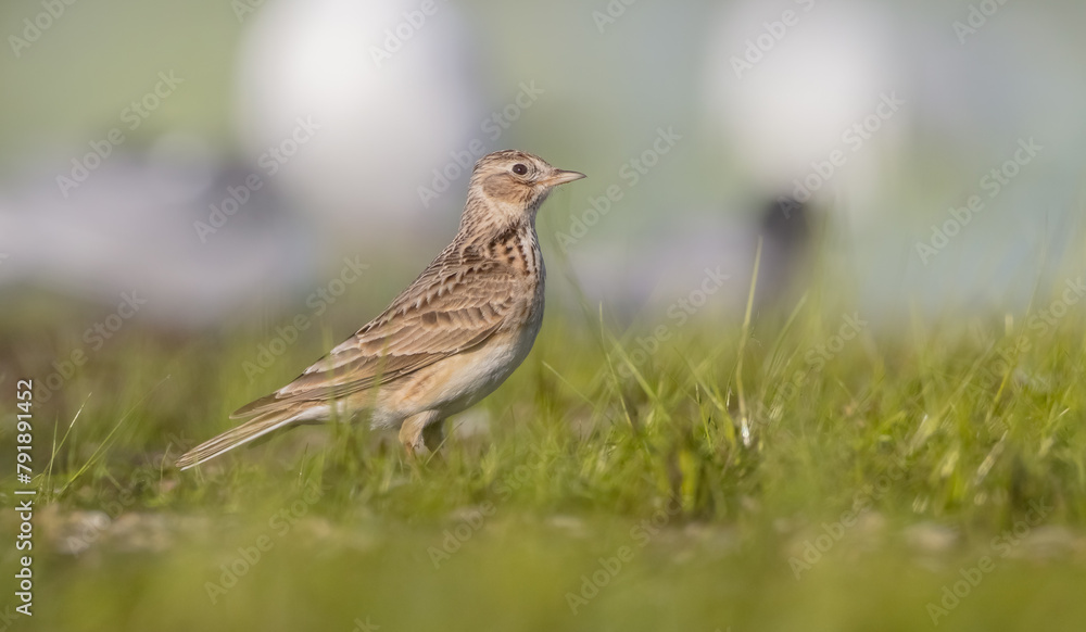 Eurasian skylark - male bird in spring at ta wetland Eurasian skylark - male bird in spring at ta wetland