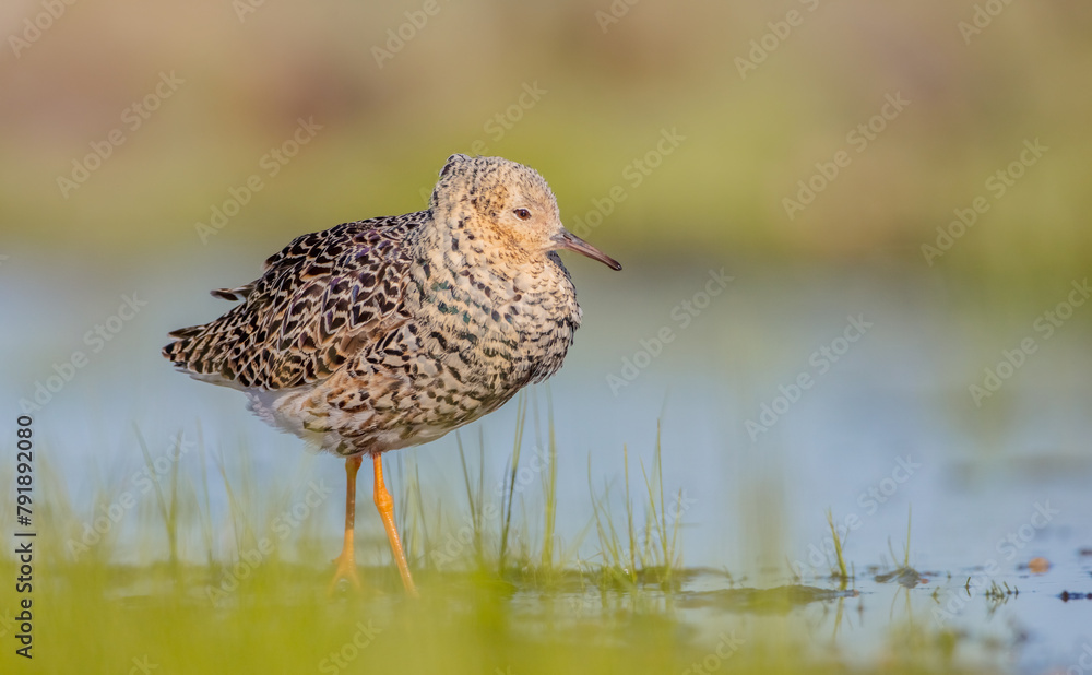 Ruff - male bird at a wetland on the mating season in spring Ruff - male bird at a wetland on the mating season in spring