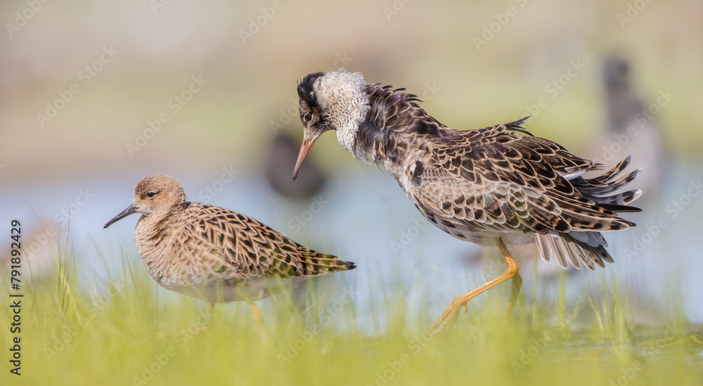 The ruff - pair at wetland on a mating season in spring The ruff - pair at wetland on a mating season in spring