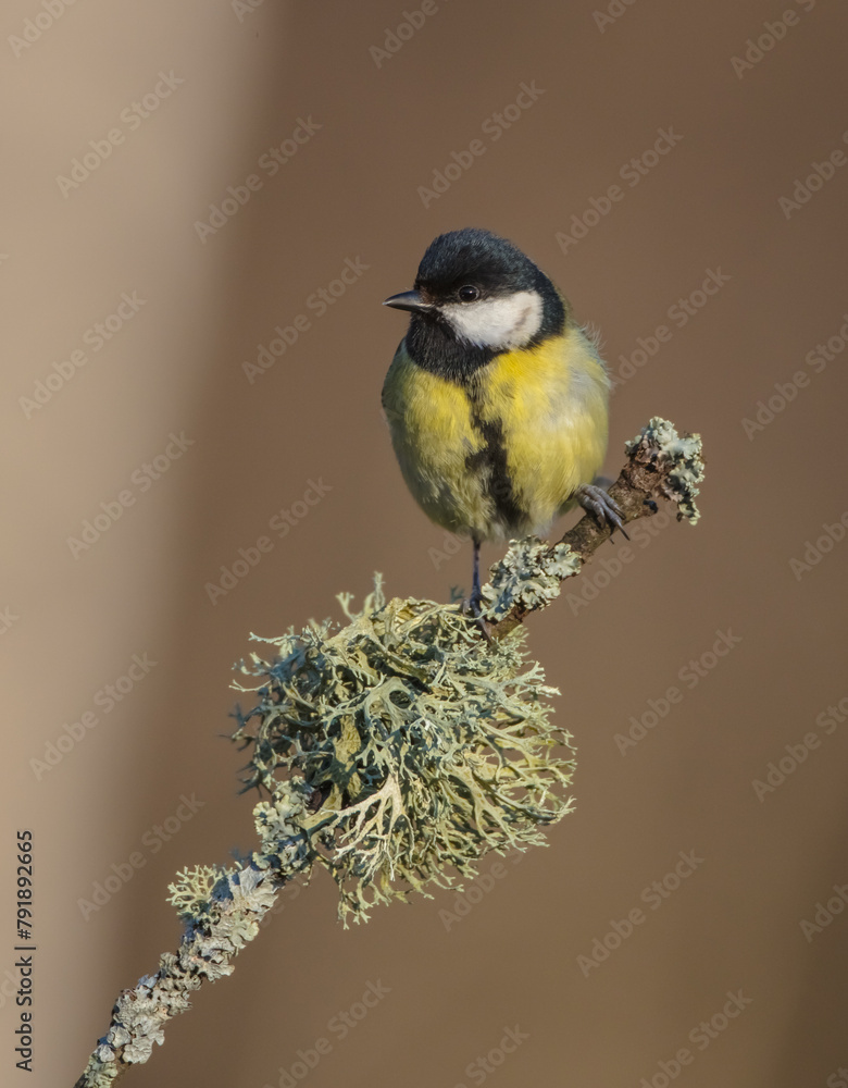 Obraz premium Great tit in spring at a wet forest