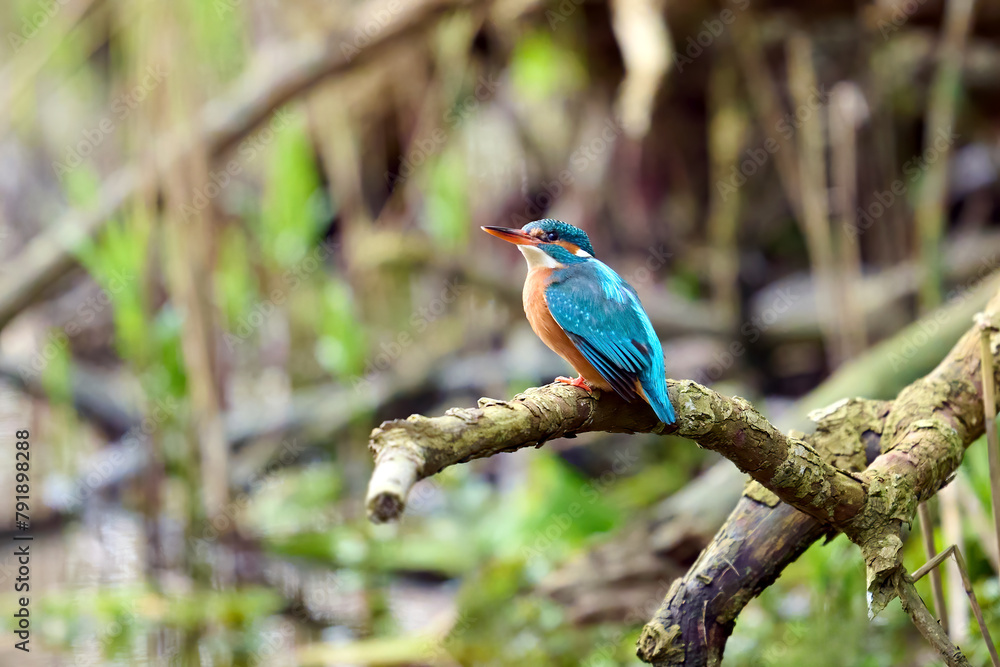 Common kingfisher (Alcedo atthis) Common kingfisher (Alcedo atthis)