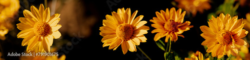 Żółte kwiaty na ciemnym tle
