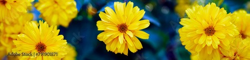 Żółte kwiaty na niebieskim tle
