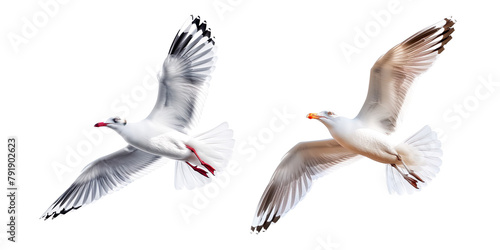 Beautiful seagull flying isolated on a transparent background 