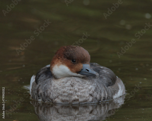 Female smew swimming on a pond
