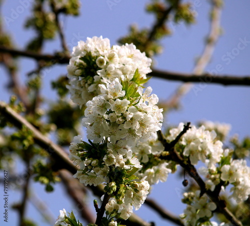 Kirschblüte