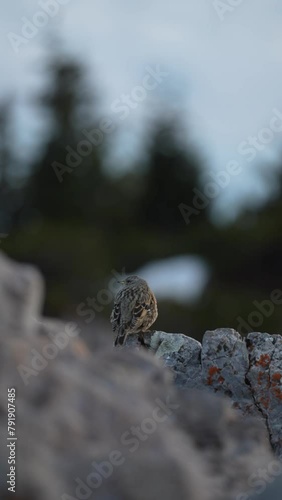 Alpenbraunelle - Prunella collaris - alpine accentor
Hochlantsch - Teichalm - Almenland photo