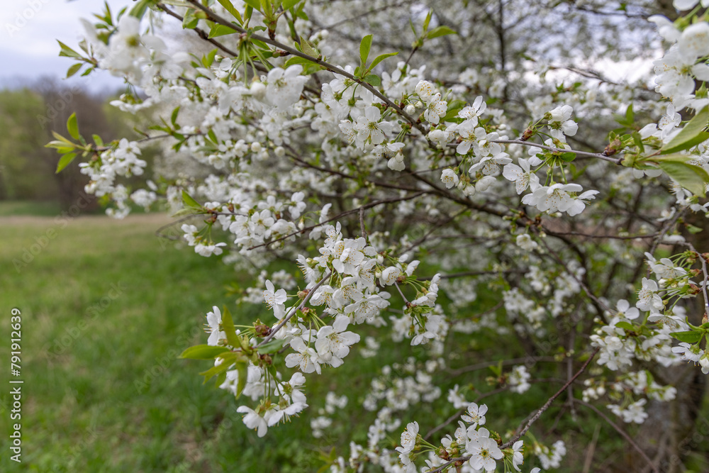 Flowering fruit trees in spring Flowering fruit trees in spring