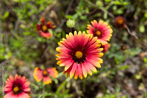 Indian Blanket Flower