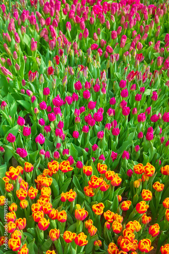 Field of tulips, natural colorful background, selective focus.