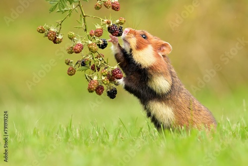 Black-bellied european hamster Cricetus cricetus rodent eurasian common grassland in the fields of landscape cereal wheat, beautiful eyes and fur, eats blackberry bush fruits berries Europe