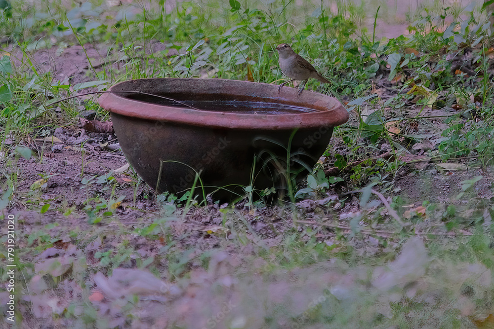 Blyth's reed warbler