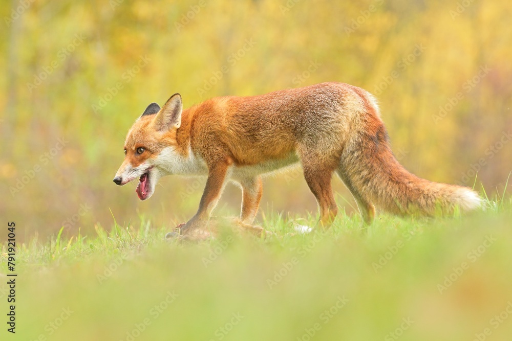 Red fox Vulpes vulpes young puppy cub canine beast forest meadows life animal in countryside beautiful fur and eyes, smart cute darling, hunting vermin, bird hunter, human settlements village Europe Red fox Vulpes vulpes young puppy cub canine beast forest meadows life animal in countryside beautiful fur and eyes, smart cute darling, hunting vermin, bird hunter, human settlements village Europe