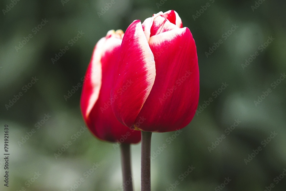 Obraz premium red tulip flower