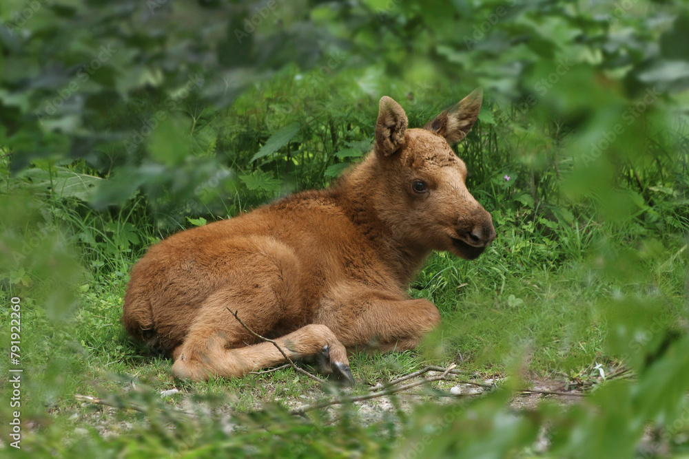 Elchkalb (Alces alces) Jungtier liegt im Gras Elchkalb (Alces alces) Jungtier liegt im Gras