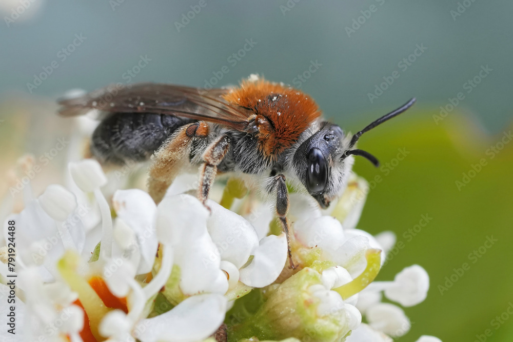 Closeup on a female red-tailed mining bee, Andrena haemorrhoa on a white flower Closeup on a female red-tailed mining bee, Andrena haemorrhoa on a white flower