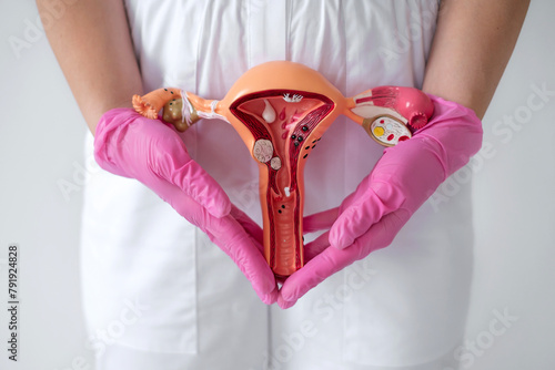 A model of female reproductive organs. A concept on the topic of women's health and treatment of uterine diseases