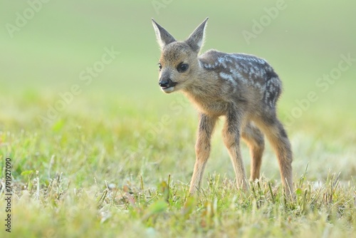 Quadro em tela Fawn darling roe deer wildlife Capreolus capreolus antlers western roe deer male
