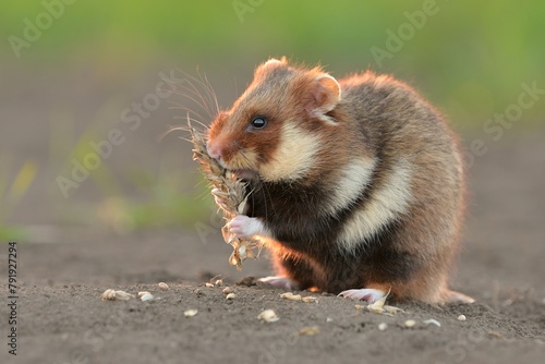 European hamster Cricetus cricetus eats wheat grain cereal rodent eurasian black-bellied common grassland in the fields of landscape cereal wheat region, beautiful eyes and fur, Europe