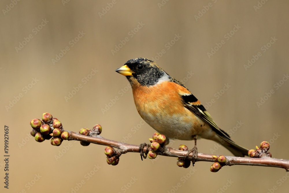 Brambling Fringilla montifringilla bird songbird wildlife nature predator cock o the north, beautiful animal mountain finch, animal, bird watching ornithology, flower bud fauna wildlife Europe Brambling Fringilla montifringilla bird songbird wildlife nature predator cock o the north, beautiful animal mountain finch, animal, bird watching ornithology, flower bud fauna wildlife Europe