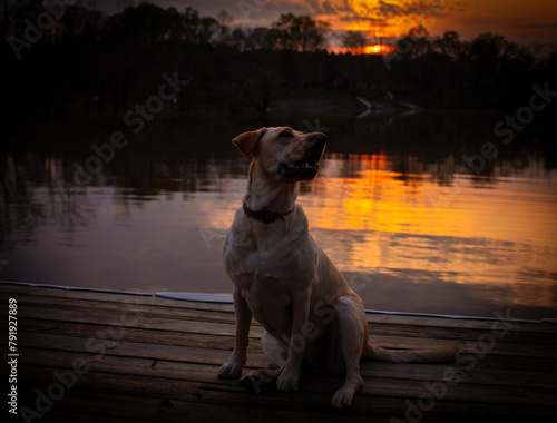 dog on the lake at sunset