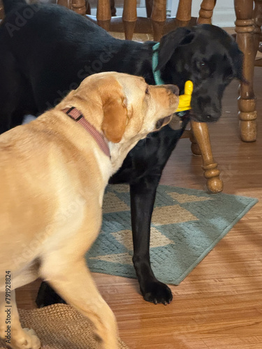 two labradors playing