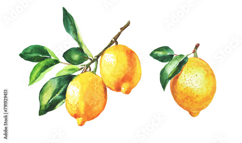 Lemon , lemon branch, set of lemons on a transparent background , citron, watercolor illustration, lime , fruit, lemons and leaves, citrus