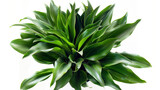 striking foliage of an African Spear Plant, with its long, slender leaves arranged in a rosette pattern and its vibrant green color adding a touch of freshness to indoor spaces,