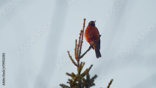 Wake up to the enchanting sights and sounds of nature with our serene stock footage, Morning Melody. American Robin Perched in a Tree. photo