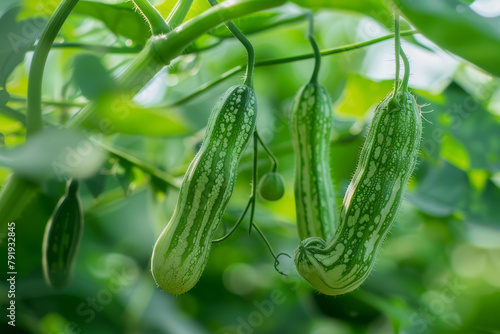 The medicinal significance of Trichosanthes cucumerina, emphasizing its use in traditional medicine - Generative AI photo