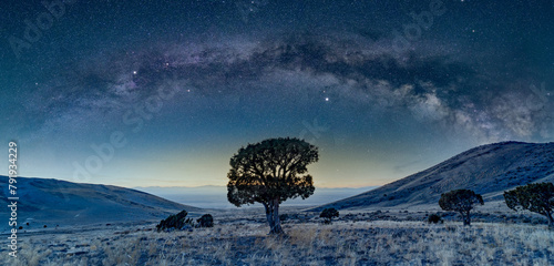 Milky Way arch over a tree in the desert grassland