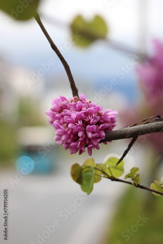 A newly bloomed judas-tree in a rainy spring weather © varol