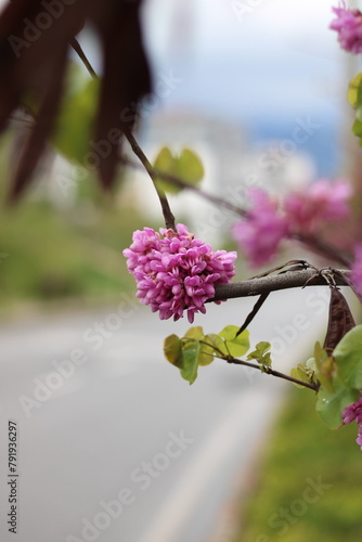 A newly bloomed judas-tree in a rainy spring weather © varol