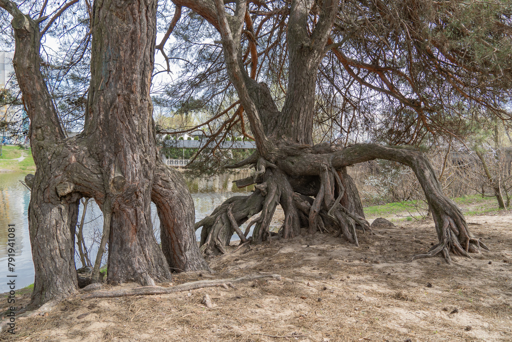 Many twisted roots of old tree. Large trunk of fantasy plant growth in nature. Magicals brown branch and bark grow high above the ground. Root spreading out beautiful. Tree gazing. Natural background Many twisted roots of old tree. Large trunk of fantasy plant growth in nature. Magicals brown branch and bark grow high above the ground. Root spreading out beautiful. Tree gazing. Natural background