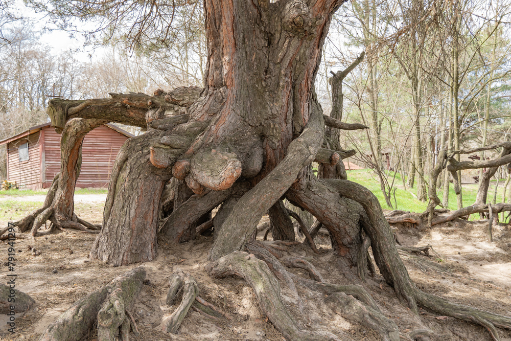 Many twisted roots of old tree. Large trunk of fantasy plant growth in nature. Magicals brown branch and bark grow high above the ground. Root spreading out beautiful. Tree gazing. Natural background Many twisted roots of old tree. Large trunk of fantasy plant growth in nature. Magicals brown branch and bark grow high above the ground. Root spreading out beautiful. Tree gazing. Natural background