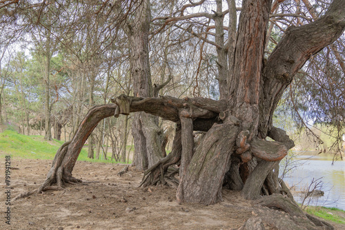 Many twisted roots of old tree. Large trunk of fantasy plant growth in nature. Magicals brown branch and bark grow high above the ground. Root spreading out beautiful. Tree gazing. Natural background