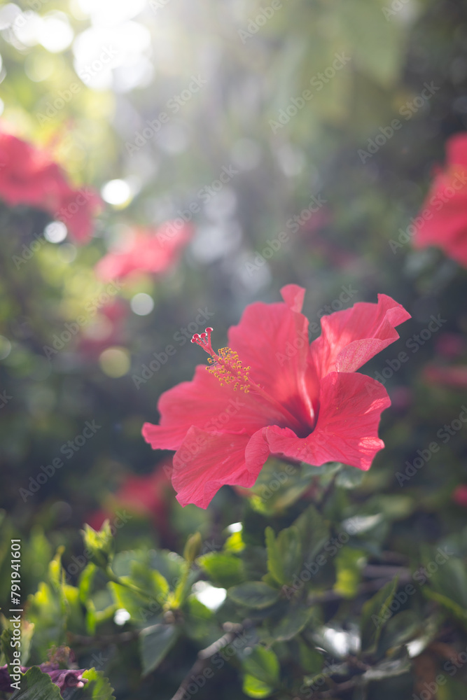 hibiscus red flower on a beautiful atmosphere